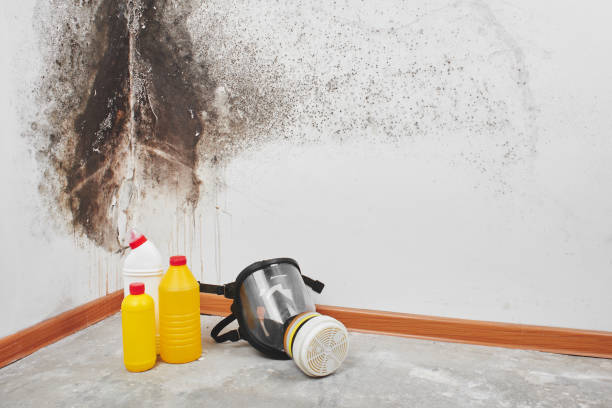Best White Mold Remediation in Oshkosh, WI