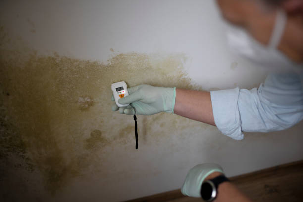 Best HVAC Mold Remediation in Oshkosh, WI
