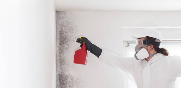 Best Commercial Mold Remediation in Oshkosh, WI