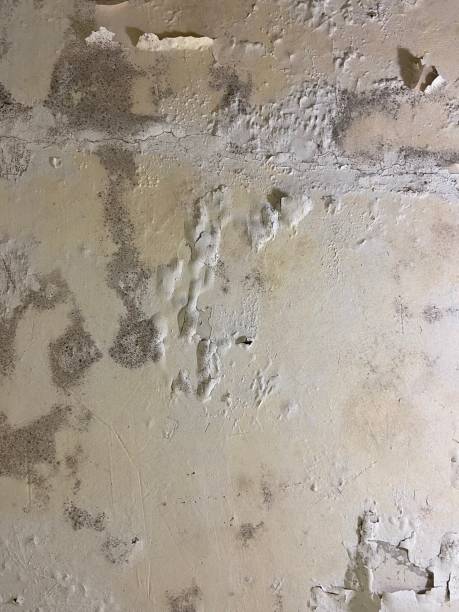Best Black Mold Remediation in Oshkosh, WI
