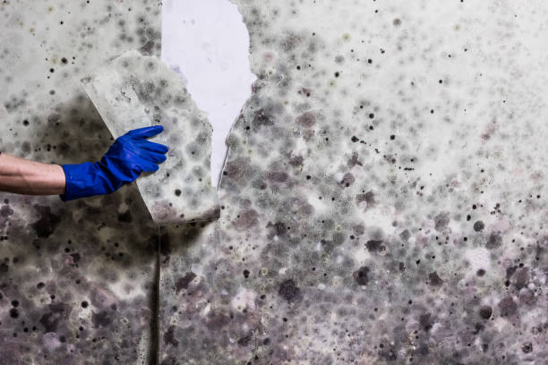 Best Health and Safety Mold Remediation in Oshkosh, WI