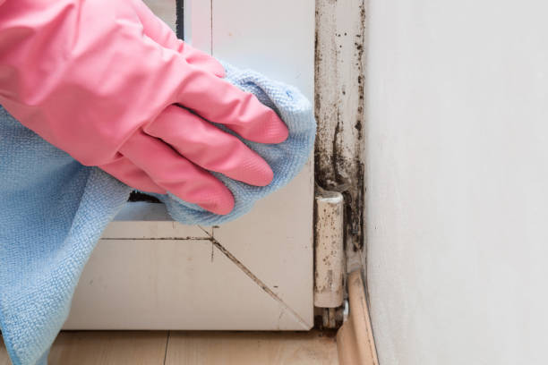 Best Insurance-Related Mold Remediation in Oshkosh, WI